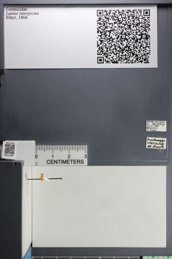 Media type: image;   Entomology 557324